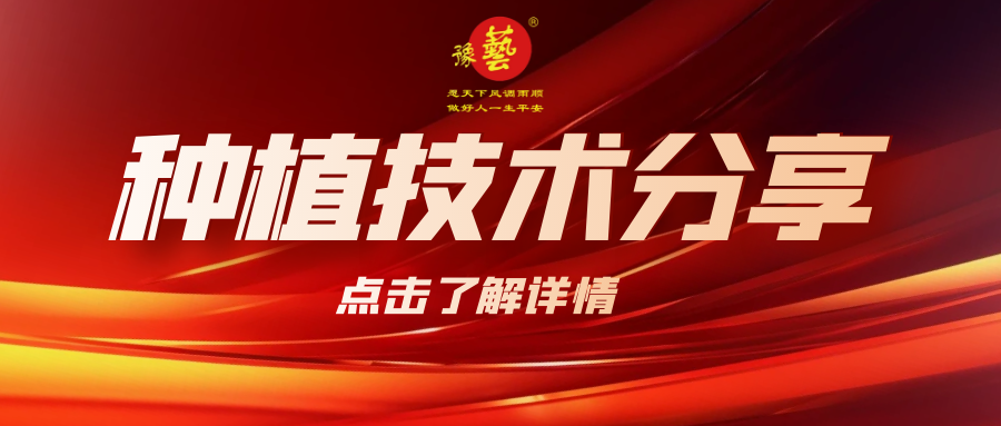 要想種出精品率高的胡蘿卜，這7點要注意！